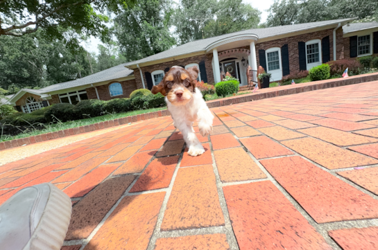 Cute Cocker Doodle Poodle Mix Puppy