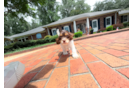 Cute Cockapoo Poodle Mix Pup
