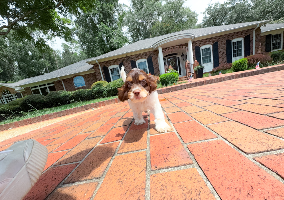 Cute Cockapoo Poodle Mix Pup