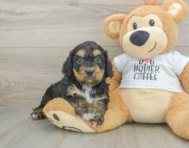 8 week old Cockapoo Puppy For Sale - Simply Southern Pups