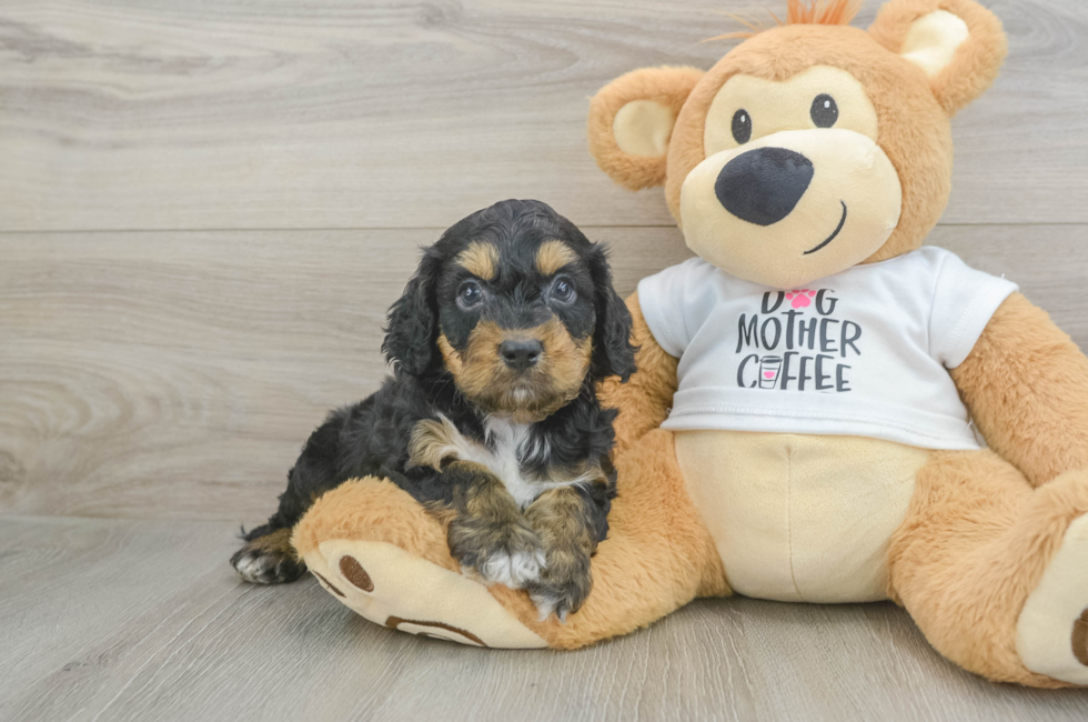 5 week old Cockapoo Puppy For Sale - Simply Southern Pups