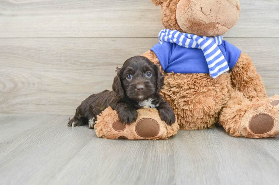 5 week old Cockapoo Puppy For Sale - Simply Southern Pups