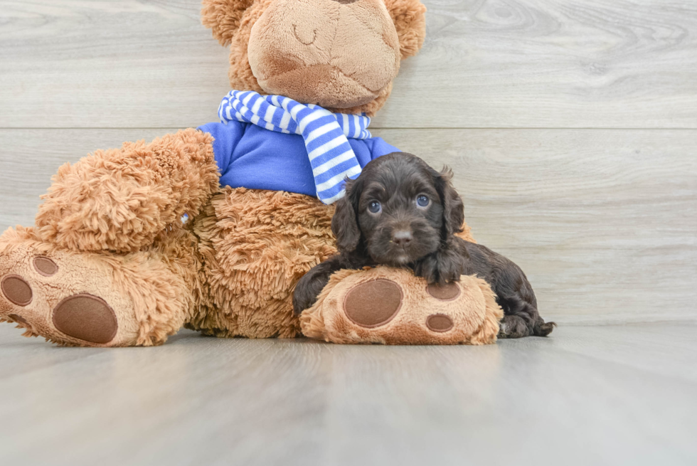 Small Cockapoo Baby