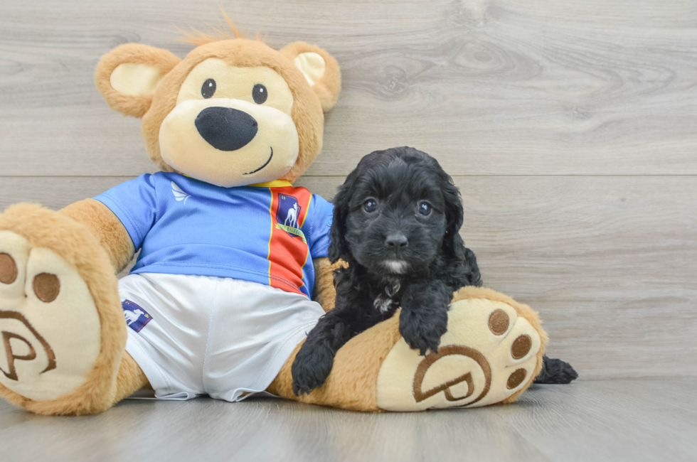 6 week old Cockapoo Puppy For Sale - Simply Southern Pups