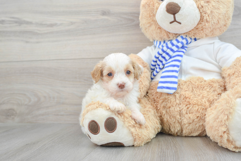 Smart Cockapoo Poodle Mix Pup