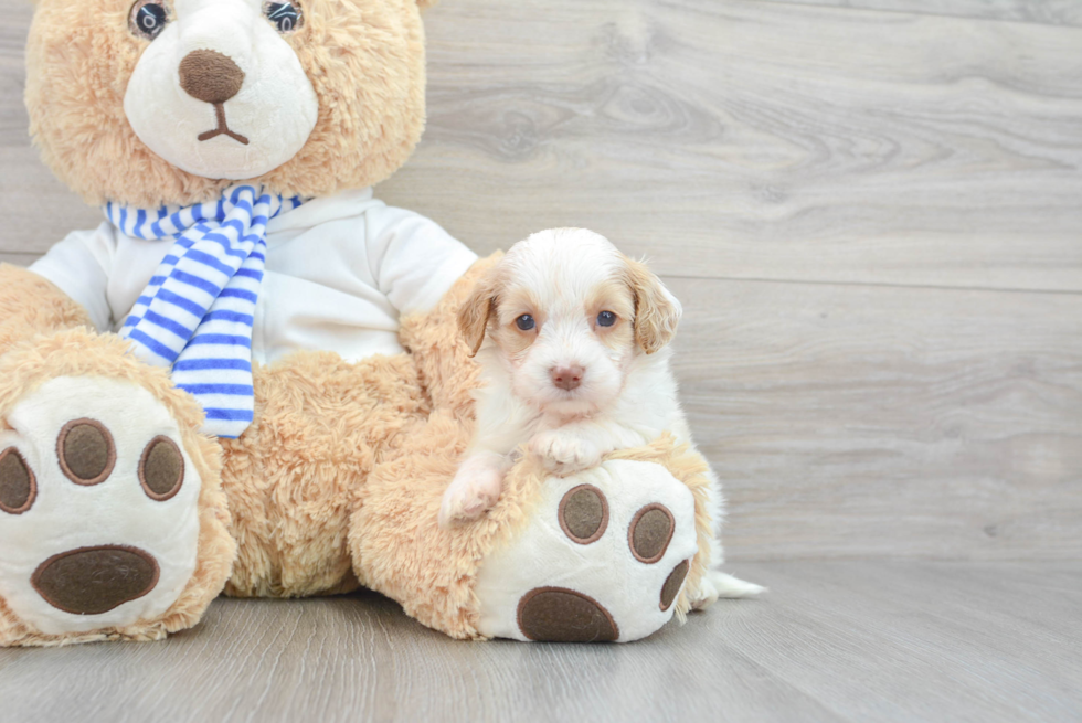 Cockapoo Pup Being Cute