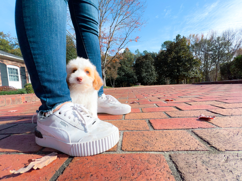 Cute Cockapoo Baby