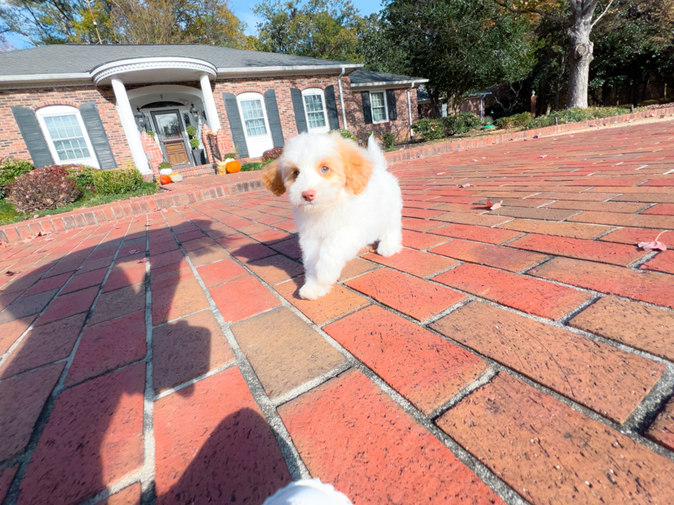 Cute Cockapoo Baby