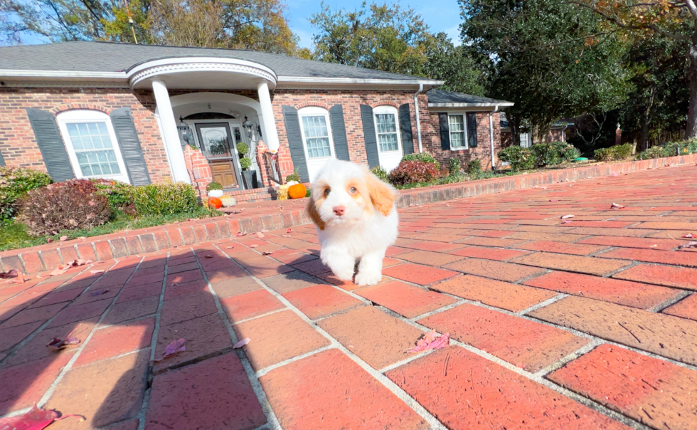 Cockapoo Puppy for Adoption