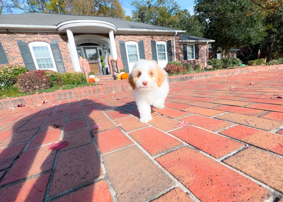 Cute Cockapoo Poodle Mix Pup