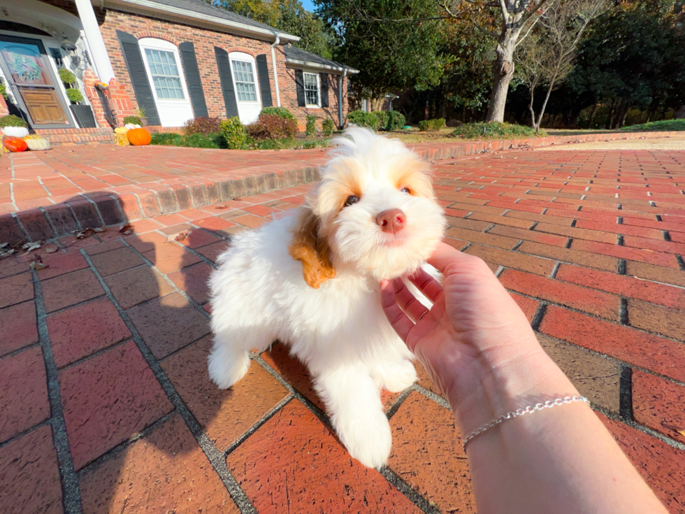 Cute Cockapoo Baby