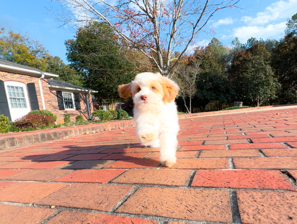 Cute Cockapoo Poodle Mix Pup