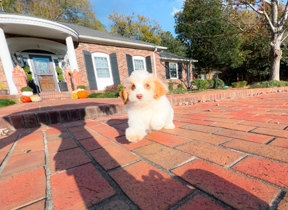 Cockapoo Pup Being Cute