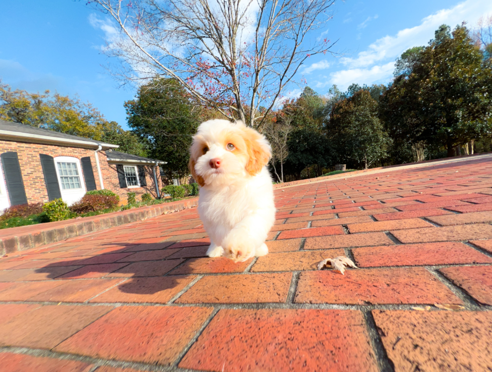 Best Cockapoo Baby