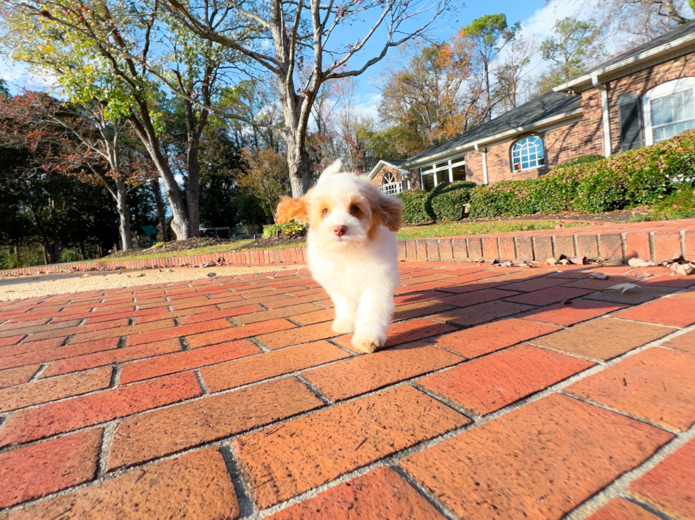 Cute Cockerpoo Poodle Mix Puppy