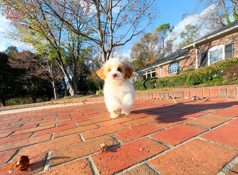 Cute Cockapoo Poodle Mix Pup