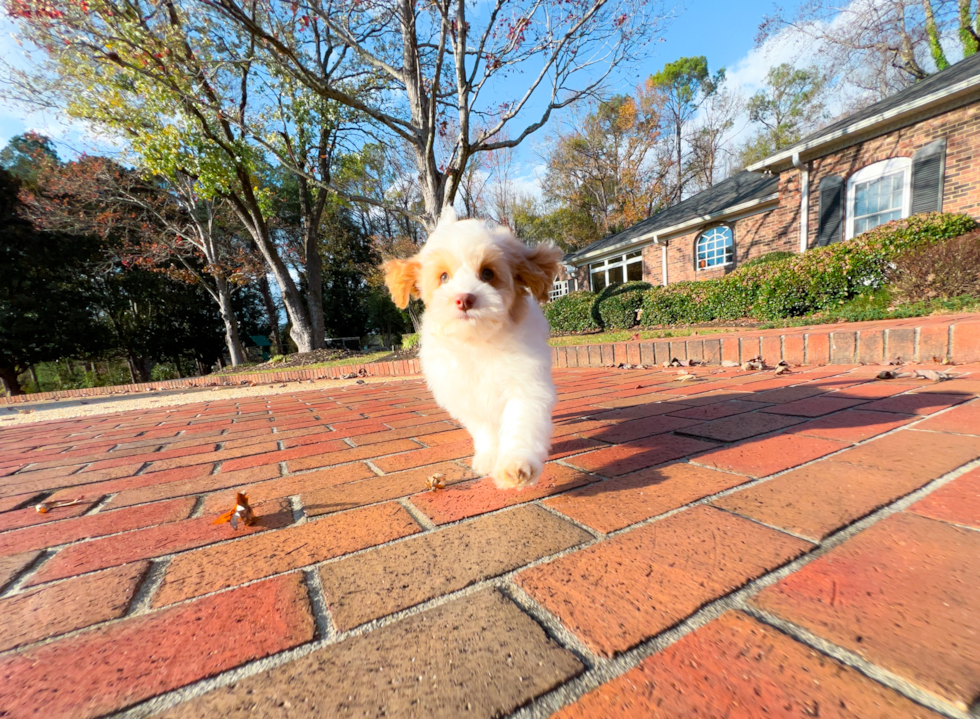 Cute Cockapoo Baby