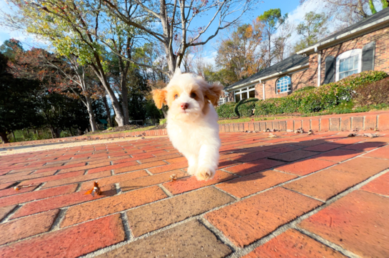 Cute Cockapoo Baby
