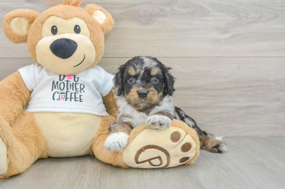 5 week old Cockapoo Puppy For Sale - Simply Southern Pups