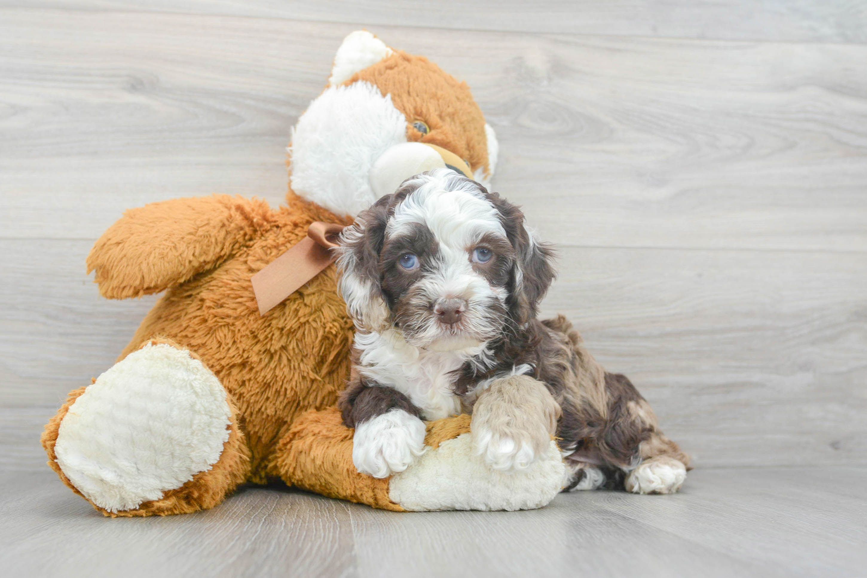 Doodledash cockapoo fashion puppies