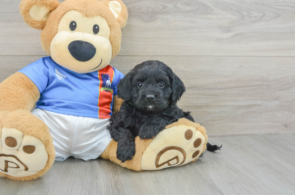 6 week old Cockapoo Puppy For Sale - Simply Southern Pups