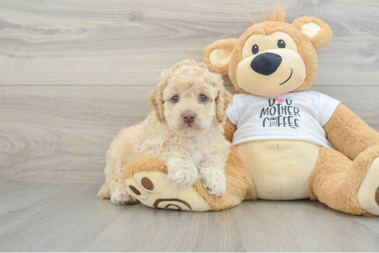 Friendly Cockapoo Baby