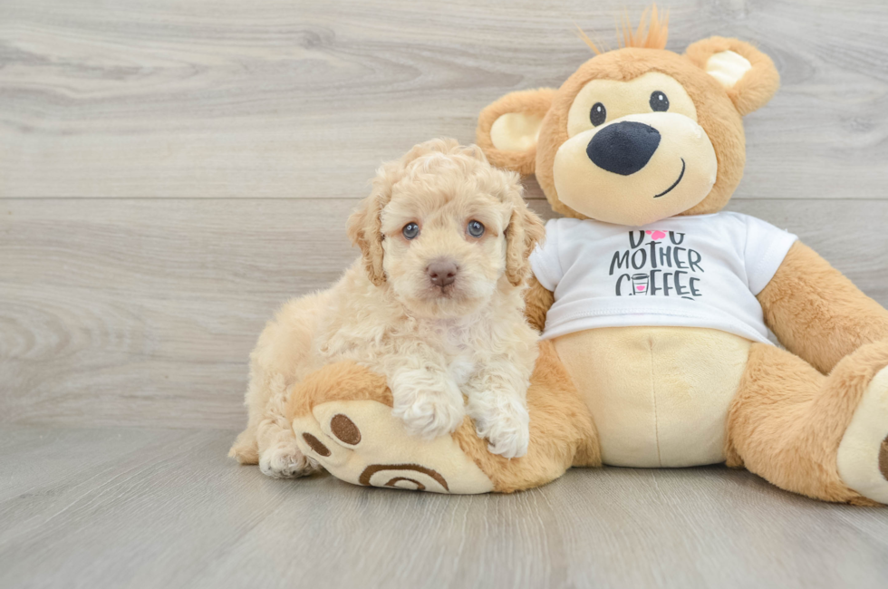 5 week old Cockapoo Puppy For Sale - Simply Southern Pups