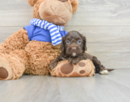 7 week old Cockapoo Puppy For Sale - Simply Southern Pups