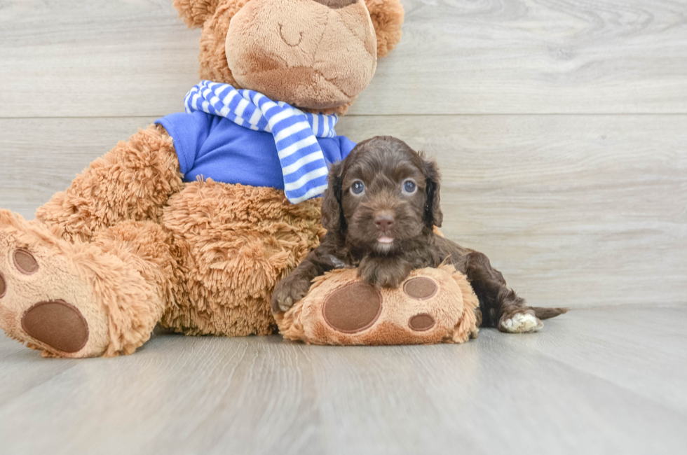 5 week old Cockapoo Puppy For Sale - Simply Southern Pups