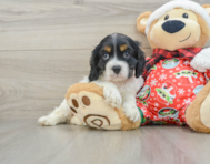 5 week old Cocker Spaniel Puppy For Sale - Simply Southern Pups