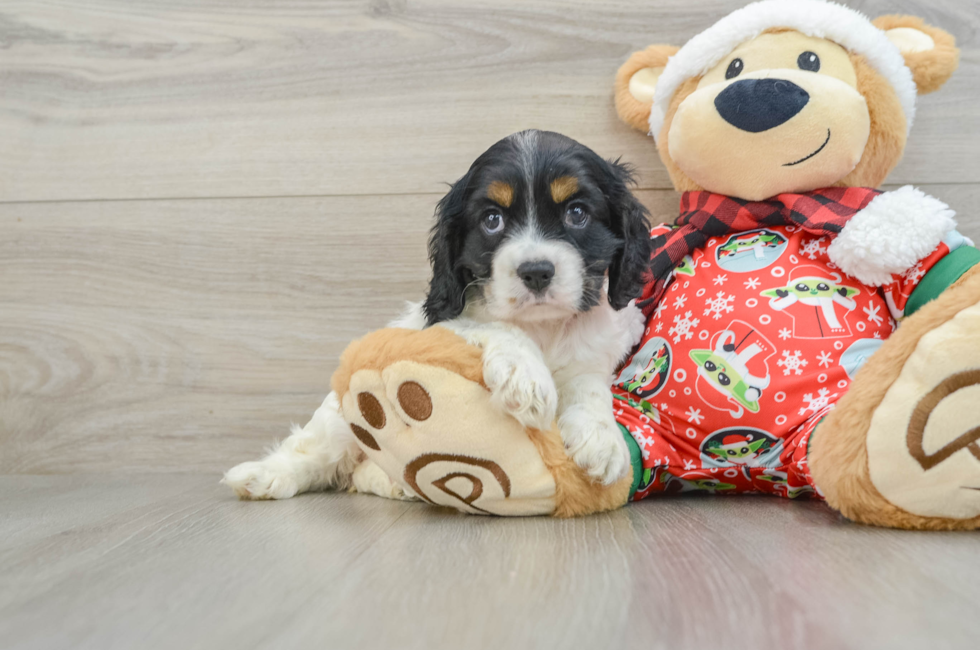 5 week old Cocker Spaniel Puppy For Sale - Simply Southern Pups