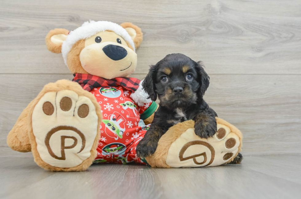 5 week old Cocker Spaniel Puppy For Sale - Simply Southern Pups