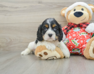 5 week old Cocker Spaniel Puppy For Sale - Simply Southern Pups