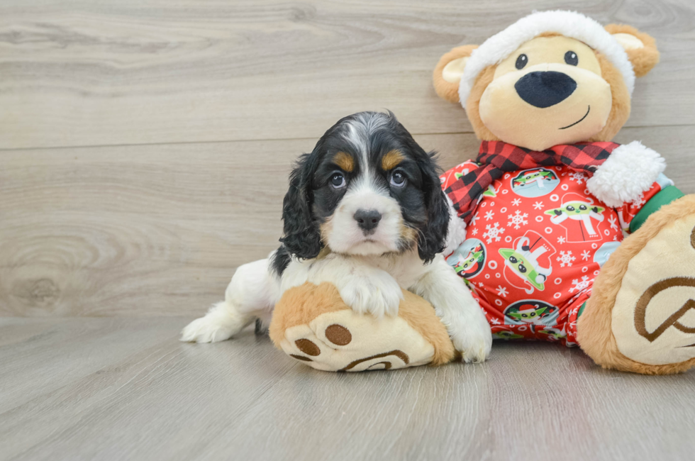 5 week old Cocker Spaniel Puppy For Sale - Simply Southern Pups