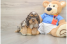 Best Cocker Spaniel Baby