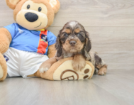 5 week old Cocker Spaniel Puppy For Sale - Simply Southern Pups