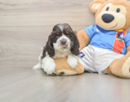 5 week old Cocker Spaniel Puppy For Sale - Simply Southern Pups