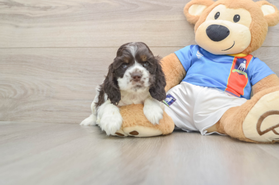 Cute Cocker Spaniel Purebred Puppy