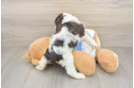 Cute Cocker Spaniel Baby