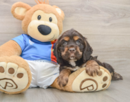 5 week old Cocker Spaniel Puppy For Sale - Simply Southern Pups