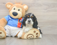 7 week old Cocker Spaniel Puppy For Sale - Simply Southern Pups