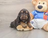 5 week old Cocker Spaniel Puppy For Sale - Simply Southern Pups