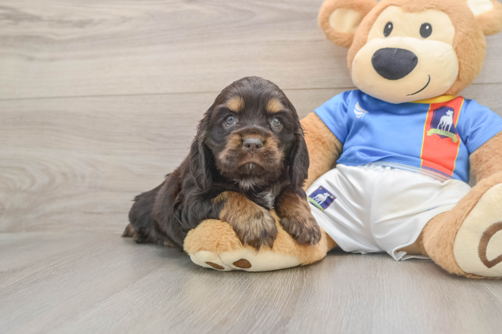 Cute Cocker Spaniel Purebred Puppy