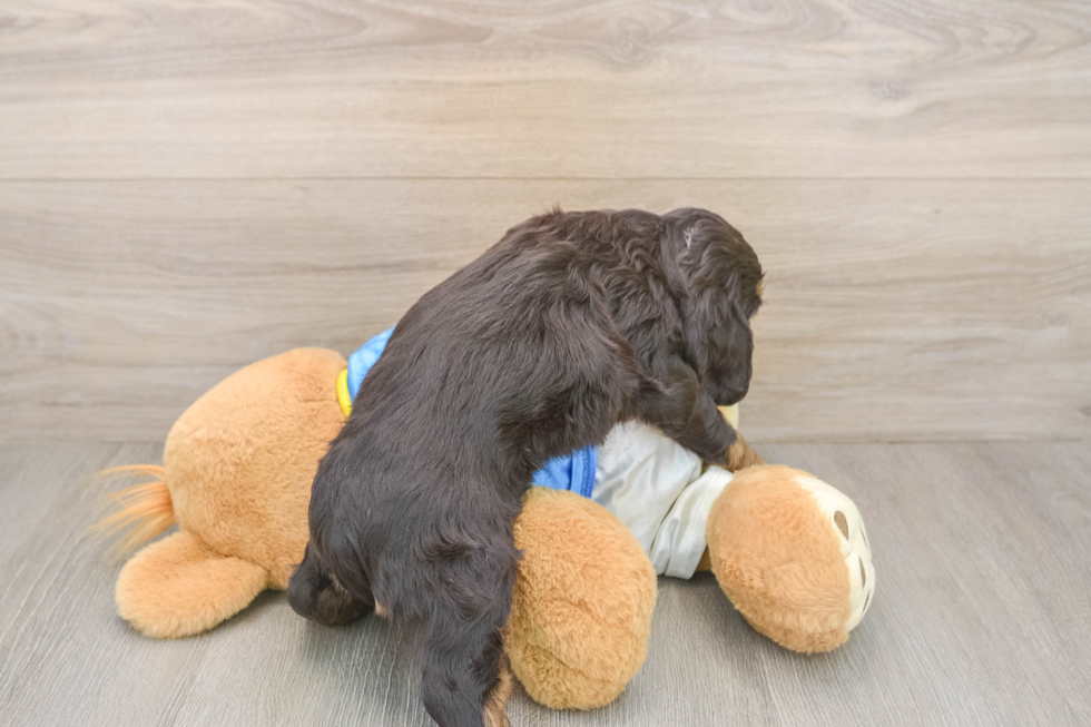 Cocker Spaniel Puppy for Adoption
