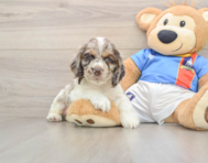 5 week old Cocker Spaniel Puppy For Sale - Simply Southern Pups