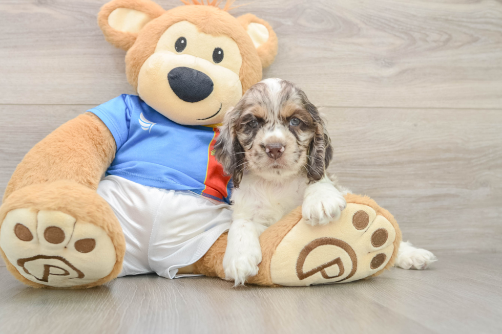 Cocker Spaniel Puppy for Adoption