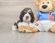 5 week old Cocker Spaniel Puppy For Sale - Simply Southern Pups
