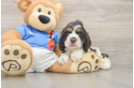 Cocker Spaniel Pup Being Cute