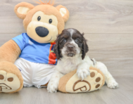 5 week old Cocker Spaniel Puppy For Sale - Simply Southern Pups