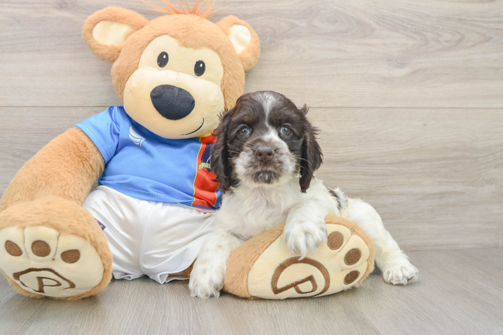Cute Cocker Spaniel Baby